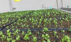 芹菜苗期如何進行水肥管理？