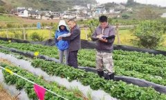 從外地引種草莓應(yīng)注意哪問題？