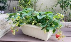 盆栽草莓怎么種？