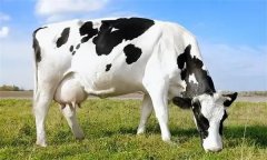 為什么要重視奶牛泌乳高峰？